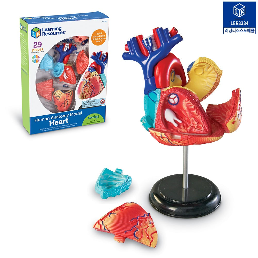 [가베가족] 해부 모델 모형 심장 [LER3334] / 장기 해부 표본