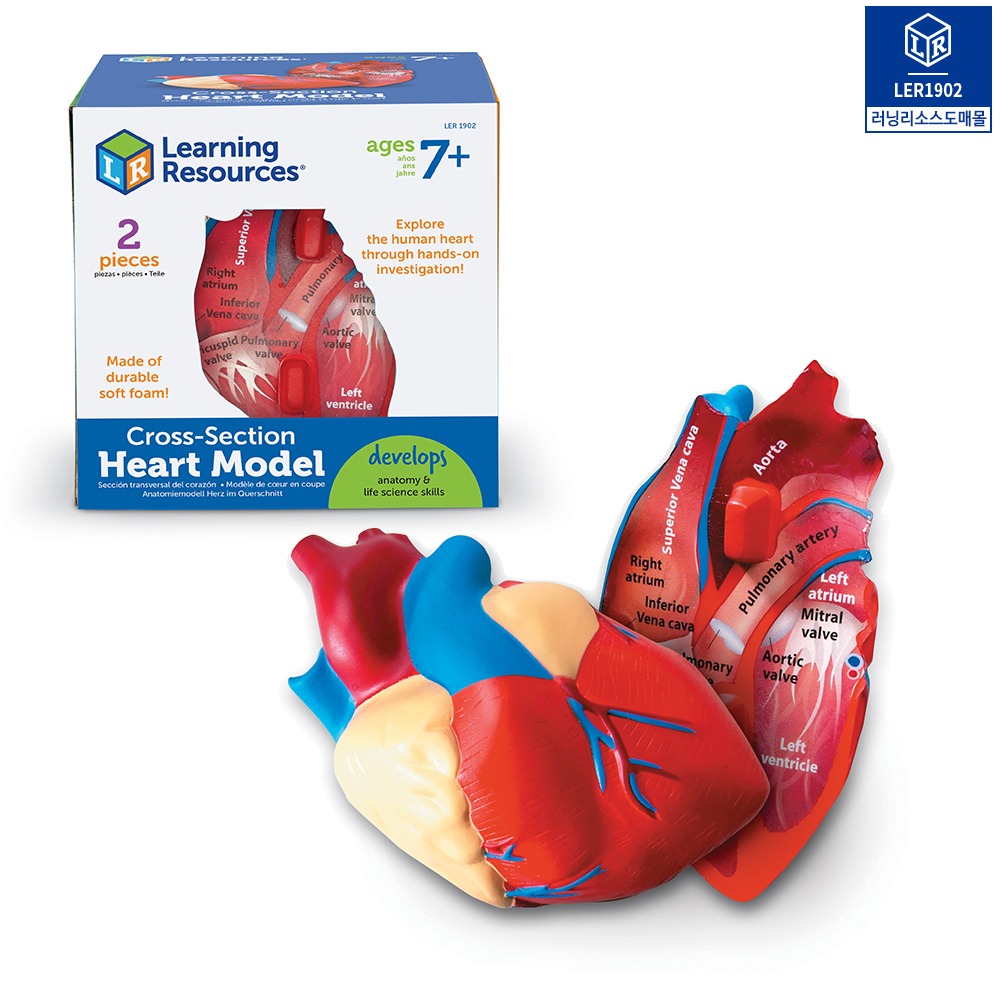 [가베가족] 인체 심장 단면 모형 Soft Foam Cross-section Human Heart Model [LER1902] / 신체 해부 모형