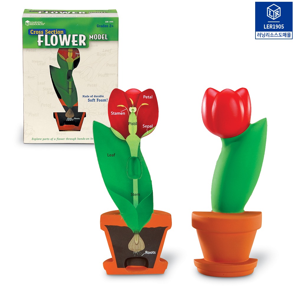 [가베가족] 식물 꽃 단면 모형 Cross-Section Flower Model [LER1905] / 꽃 해부 모형