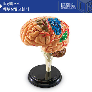 과학교구, [LER3335]러닝리소스 해부 모델 모형 뇌-칭찬나라큰나라