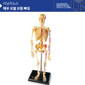과학교구, [LER3337]러닝리소스 해부 모델 모형 뼈대-칭찬나라큰나라