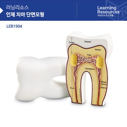 [가베가족] 인체 치아 단면 모형 Cross-Section Tooth Model [LER1904] / 신체 해부 모형